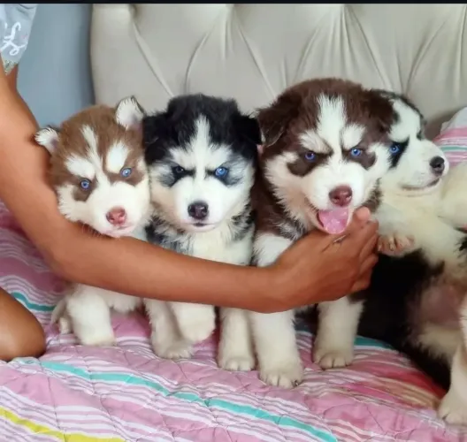 Filhote de husky siberiano o parceiro de olhar inconfundível e beleza marcante