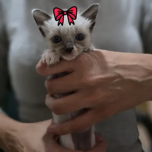 Gatinha siamês para adoção