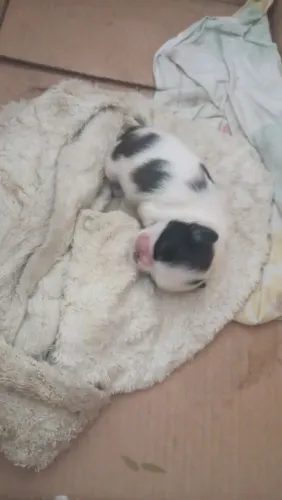 Cachorro Stizu Macho