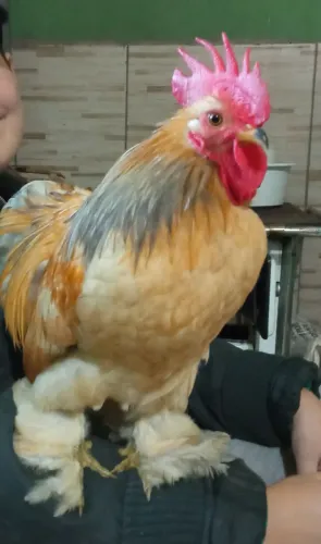 Galo mini cochin buff com 9 meses