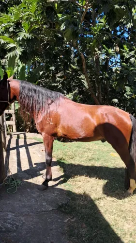 Vendo cavalo mangalarga
