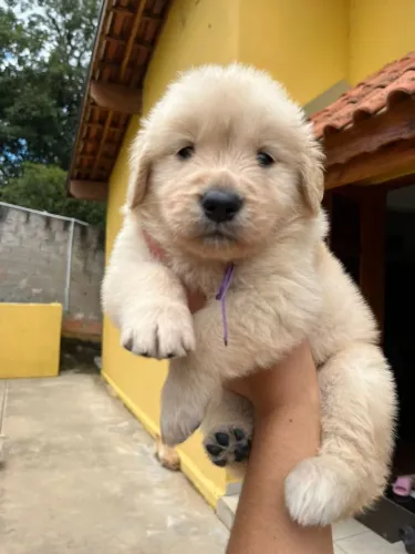 Golden Retriever - Sempre pronto e dispostos 