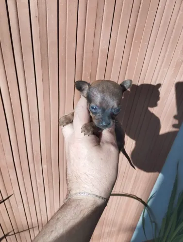 Pinscher fêmea micro
