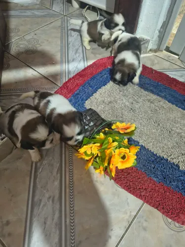 Filhote de Shitzu dois meses de nascido