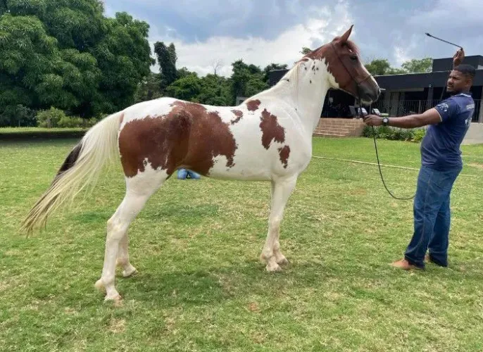 Mangalarga Marchador e Paulista