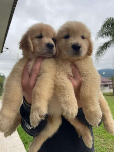 Filhote de Golden Retriever com Pedigree