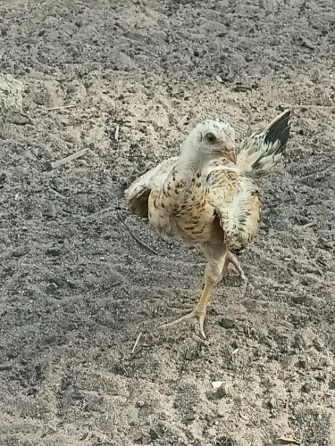 Galinha