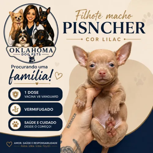 Pinscher casal