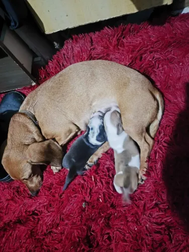 vendo  salsicha Dachshund 