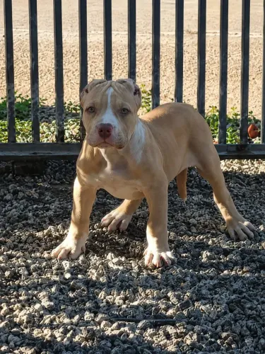 Filhote macho pitmonster