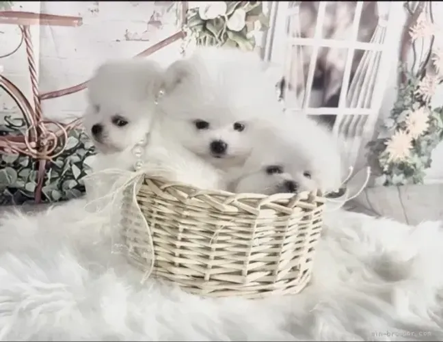 Cachorro filhote esperto e curioso Spitz Alemão/ Lulu da Pomerânia/ anão/ anãozinho