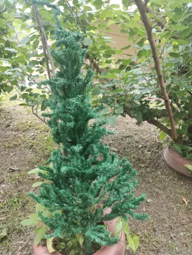 Árvore de natal
