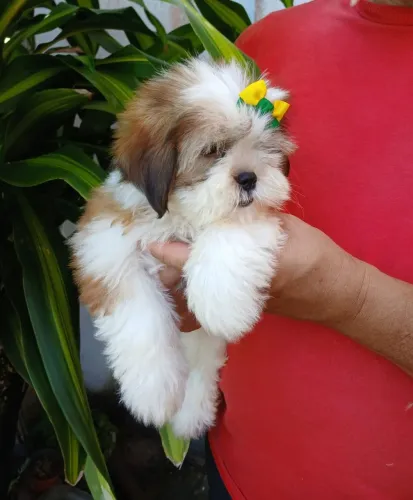 Fêmea Lhasa apso