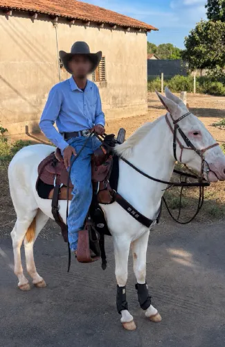 VENDO BURRO DE PATRÃO