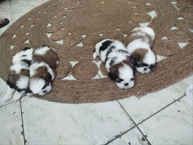 Cachorro da raça shih Tzu