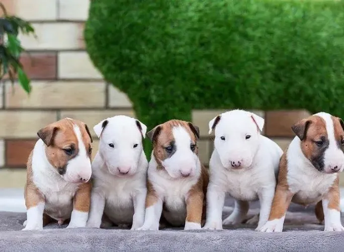 Bull Terrier Inglês Um amigo que entende seus dias