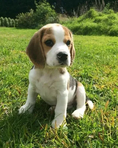 Filhotes de Beagle | Filhotes que inspiram carinho!
