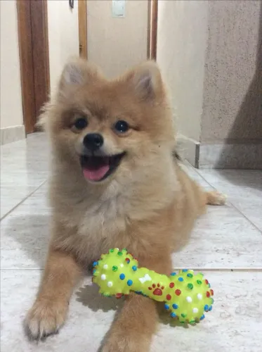Doando lulu da pomerania