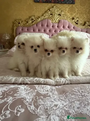 Neném esperto e meigo Spitz Alemão/ Lulu da Pomerânia/ anão/ anãozinho