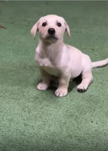 Vende se filhote de labrador