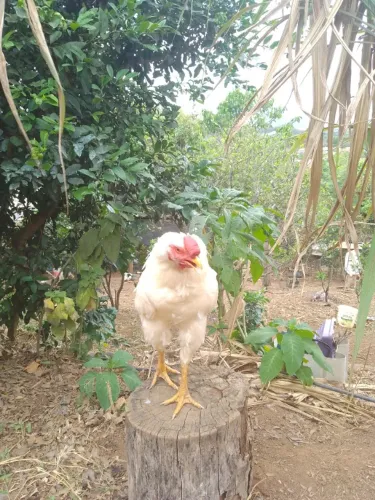 Galo misturado com granja e indiano 