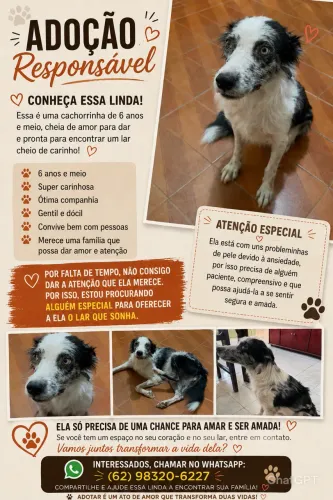 Doa-se border collie Femia