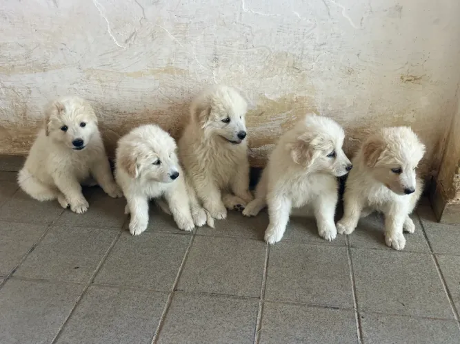 Filhotes de Pastor Maremano 