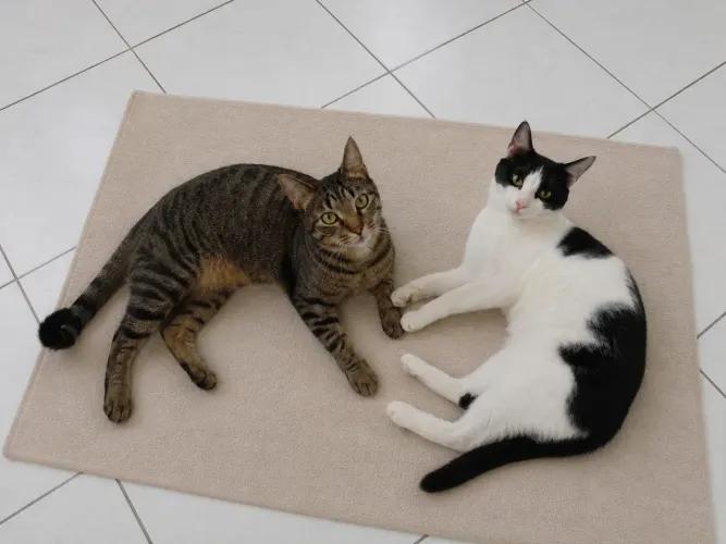 Gatinhos para adoção responsável 