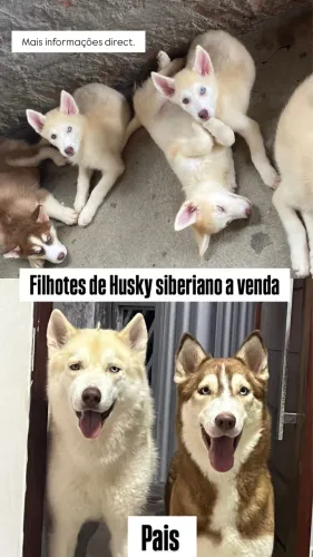 Filhote Rusk Siberiano fêmea