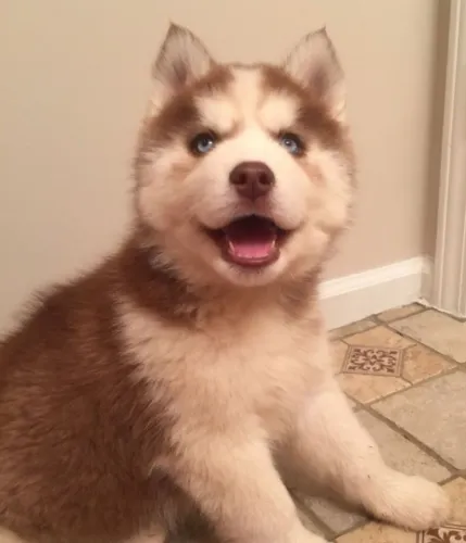 Filhotes de Husky Siberiano | Felicidade que vem correndo.