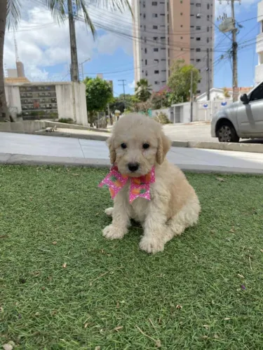 Cachorro poodle toy fêmea champagne
