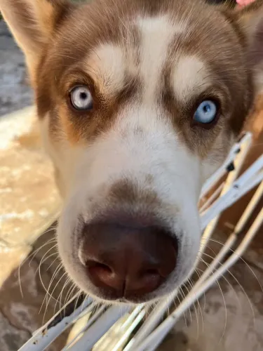 Doa-se cachorro