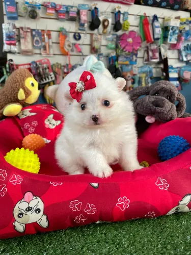 Spitz alemão fêmea branca $4.300,00