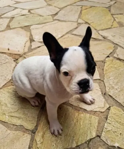 Buldogue Francês Filhote Fêmea 