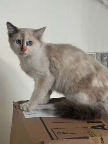 Gato para adoção