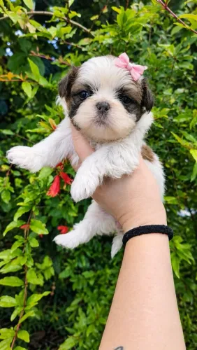 Shihtzu fêmeas filhotes 