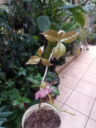 Vendo Mudas de Orai Pro Nobis - Guarulhos