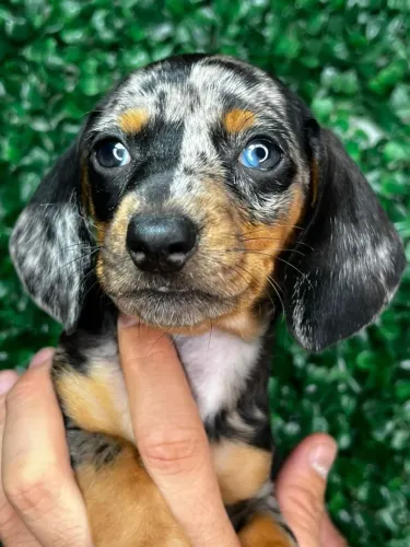Dachshund Cheio de Alegria e Carinho