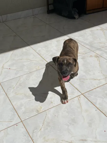 Doação pitbull