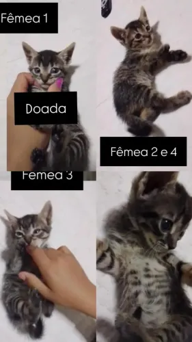 animais