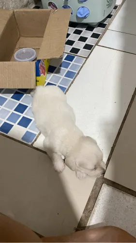 vendo cachorrinhos de porte pequeno.
