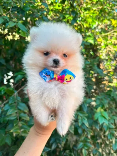 Lulu da Pomerânia