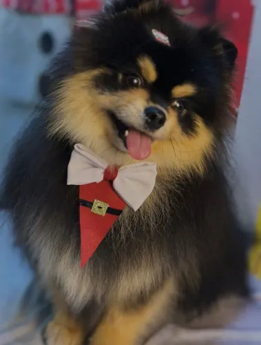 Pequeno no porte, mas enorme no carinho: o Spitz alemão surpreende todos os dias.
