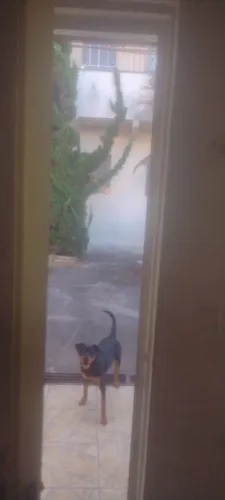 Cão da raça rottweiler fêmea 6 meses vacinada não aceito nem mais nem menos