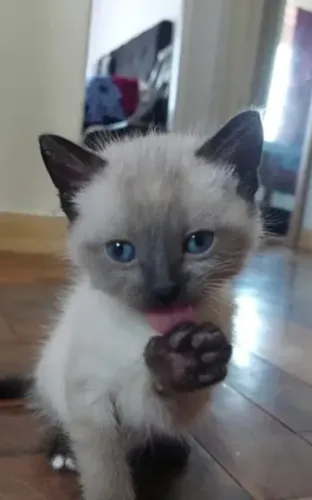 Filhote de gato siamês 