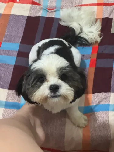 Cachorro Shitszu