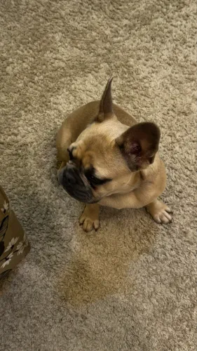 Buldogue Francês