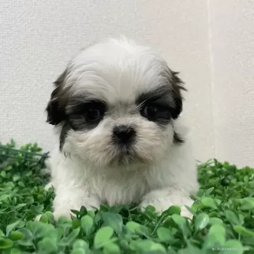 Filhotinhos shih tzu/shitzu linhagem selecionada com saúde em dia dócil