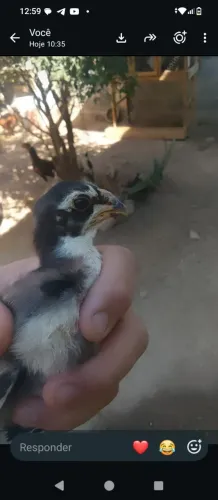 Pintinhos