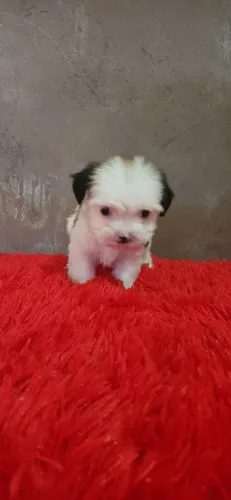 SHITZU MINI BEM PEQUENO MINÚSCULO LEGÍTIMO E PERFEITO.